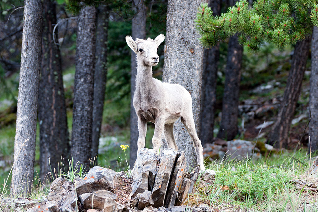 Bighorn Sheep