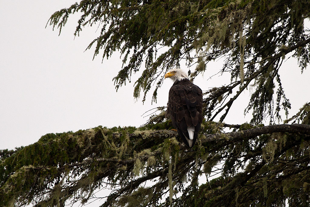 Bald eagle