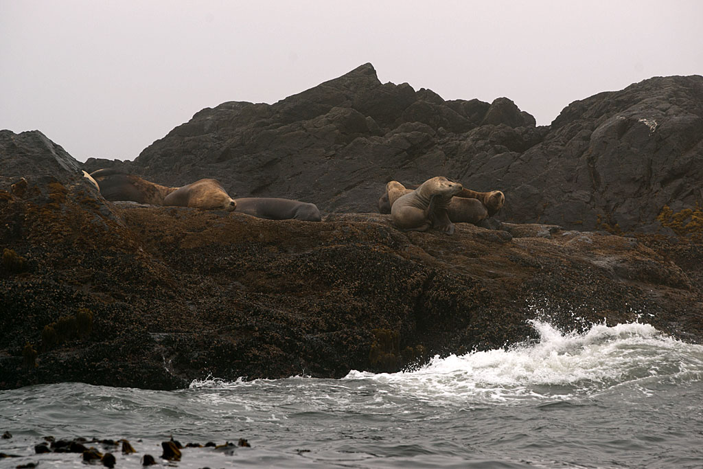 Sea Lion