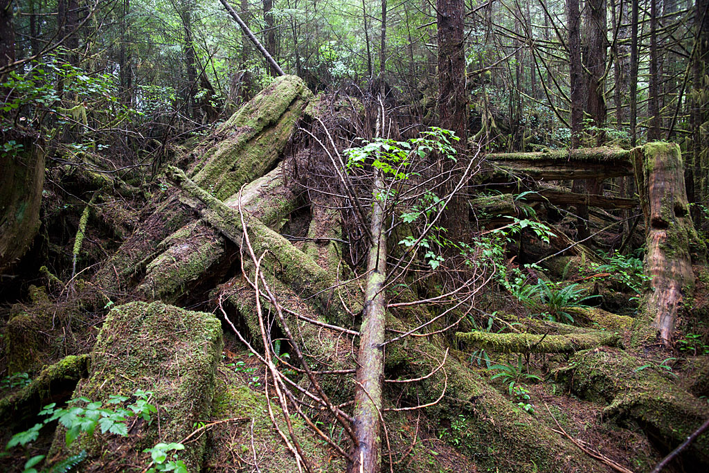 Rainforest