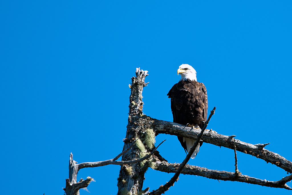 Bald eagle